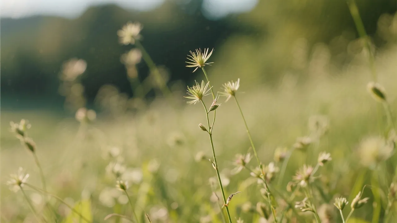 Understanding Zanc Poa Grass